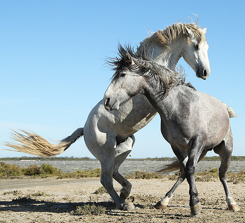 Camargue