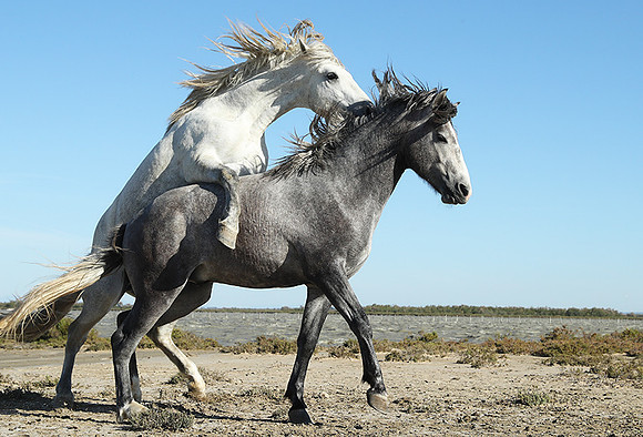 Camargue