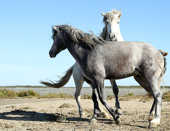 Camargue