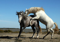 Camargue
