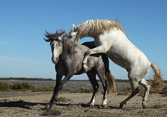 Camargue