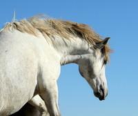 Camargue