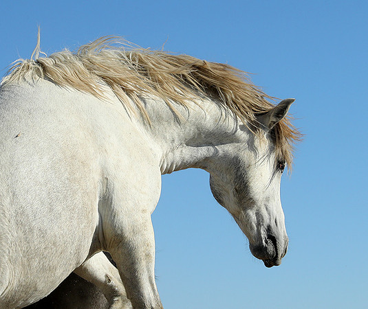 Camargue