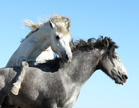 Camargue
