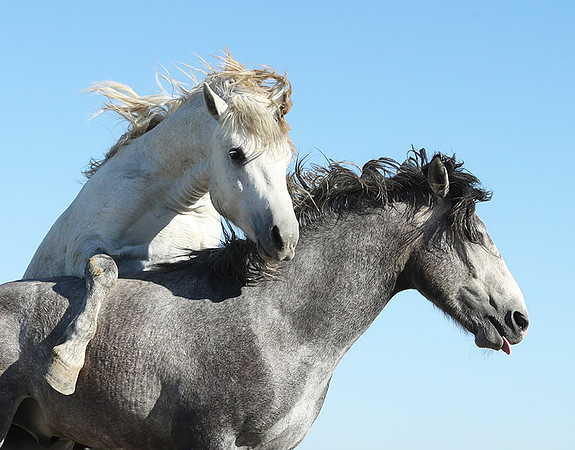 Camargue