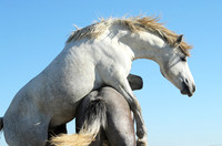 Camargue