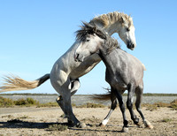 Camargue