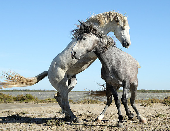 Camargue