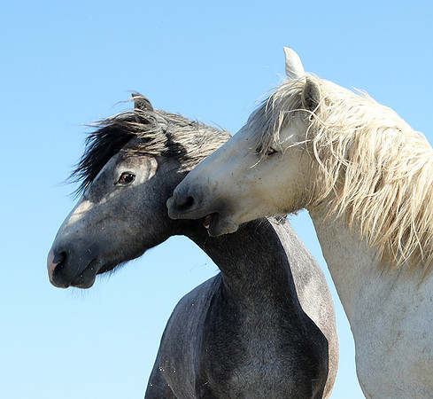 Camargue