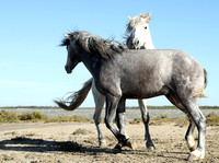 Camargue