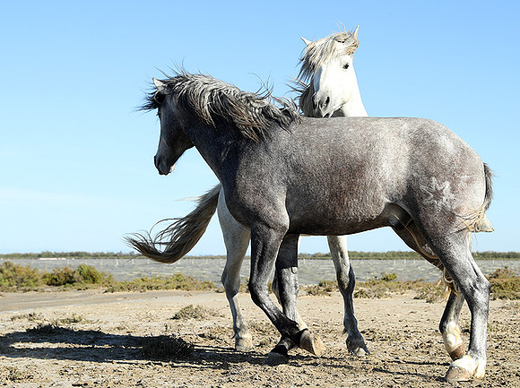 Camargue