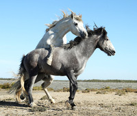Camargue