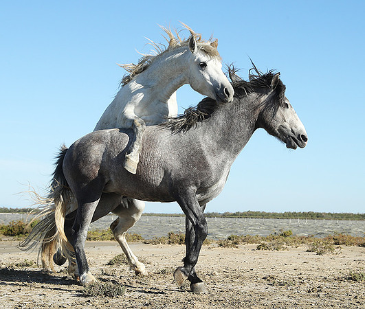 Camargue
