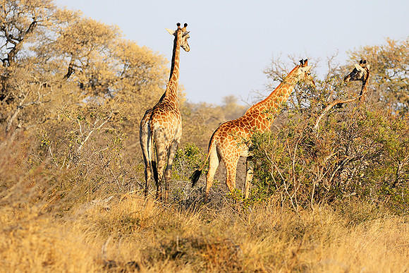 At Timbavati game reserve
