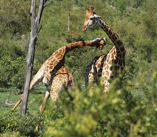 At Sabi Sand