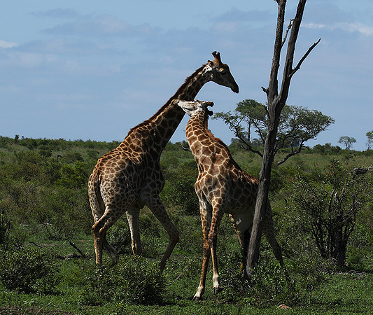 At Sabi Sand
