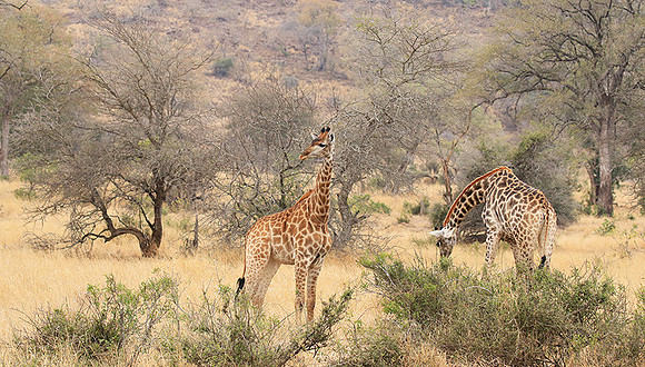 At Kruger NP