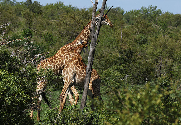 At Sabi Sand