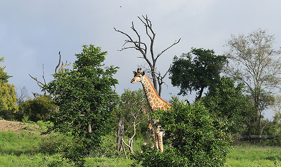 At Londolozi