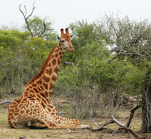 At Mala Mala game reserve