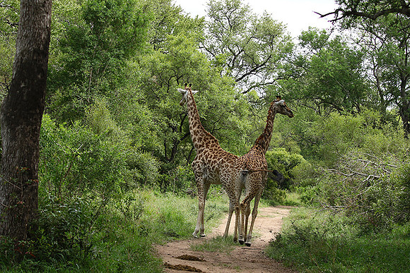 Giraffes Soudan - Mala Mala