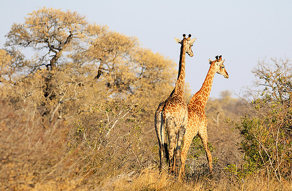 At Timbavati game reserve