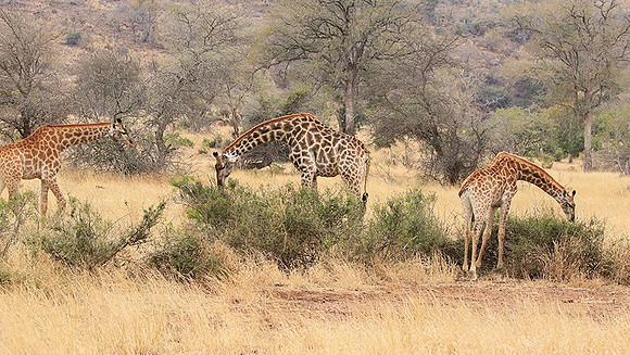 At Kruger NP