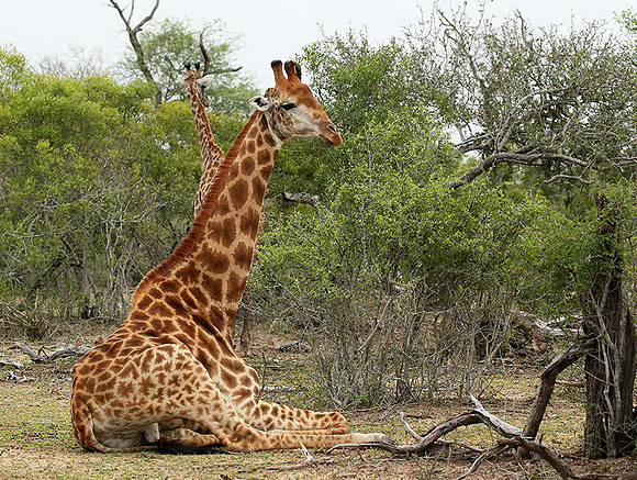 At Mala Mala game reserve