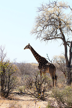 At Timbavati game reserve