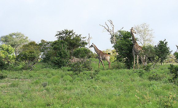 At Londolozi