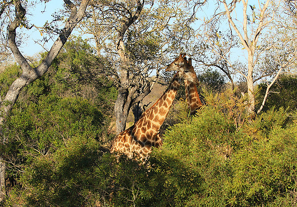 At Timbavati game reserve