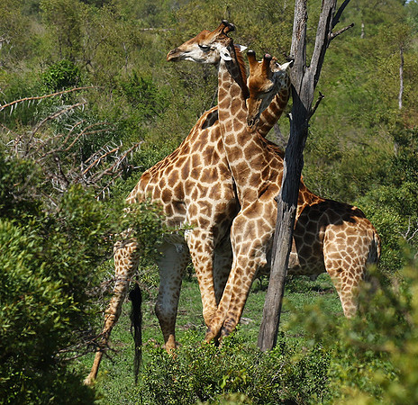 At Sabi Sand