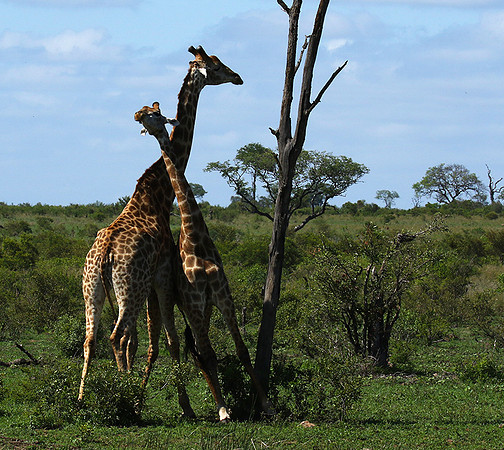 At Sabi Sand