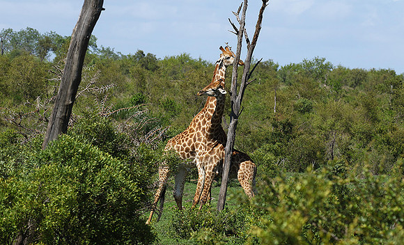 At Sabi Sand