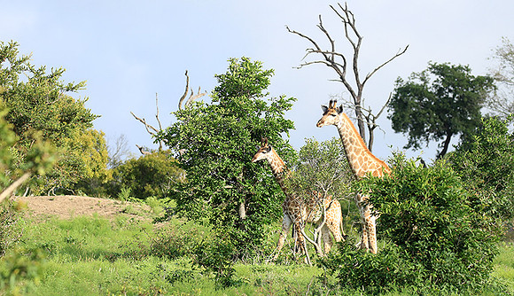At Londolozi