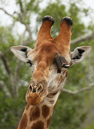 At Mala Mala game reserve
