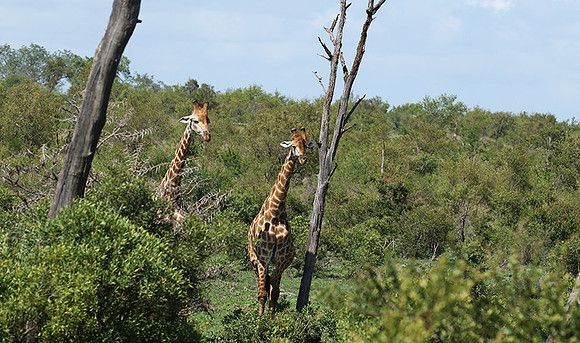 At Sabi Sand