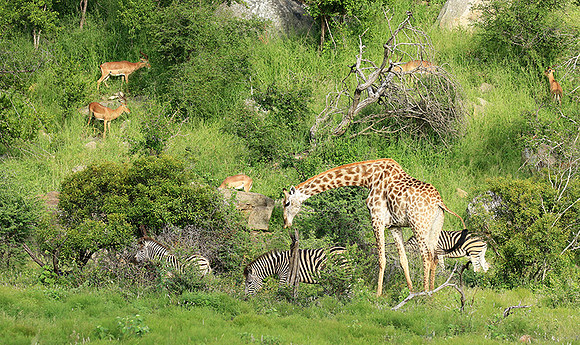 At Londolozi