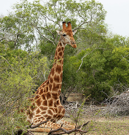 At Mala Mala game reserve