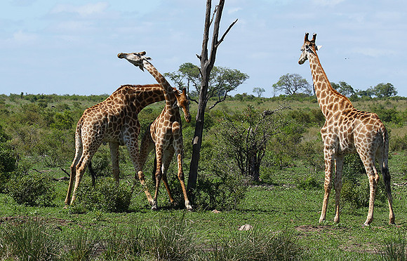 At Sabi Sand
