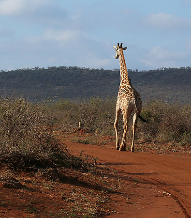 At Madikwe game reserve