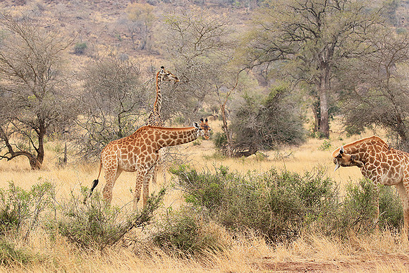 At Kruger NP
