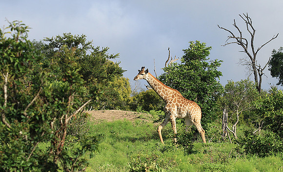 At Londolozi