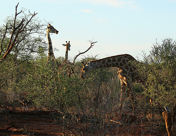 At Madikwe game reserve