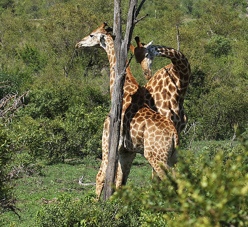 At Sabi Sand