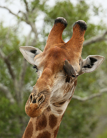 At Mala Mala game reserve