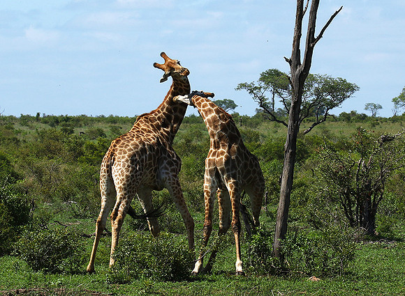 At Sabi Sand