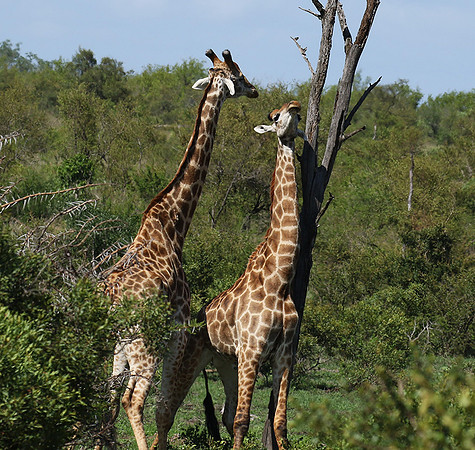 At Sabi Sand