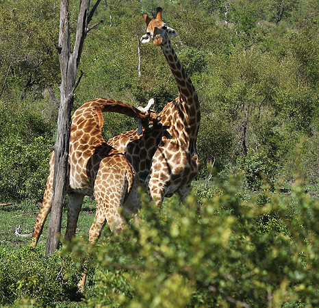 At Sabi Sand