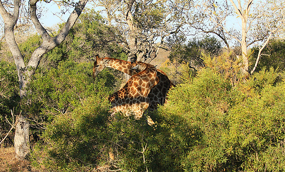 At Timbavati game reserve